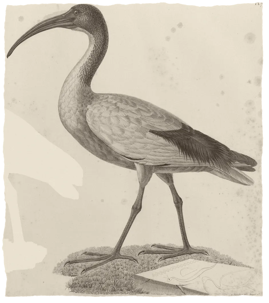 An engraving of the sacred ibis, a tall white bird with a curved black bill, on old paper.